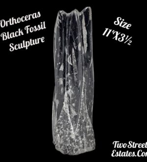 Orthoceras Black Fossil Sculpture Tower Morocco