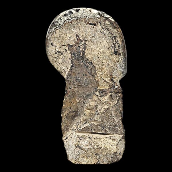 Ammonite Fossil Sculpture - Image 3