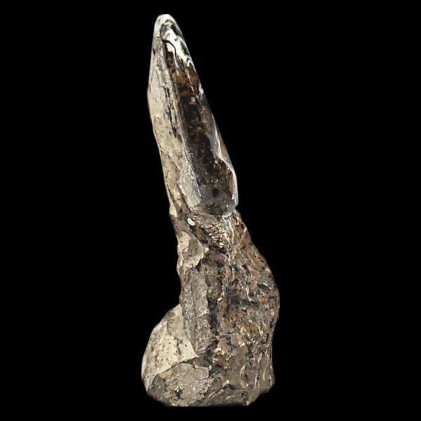 Ammonite Fossil Sculpture - Image 4
