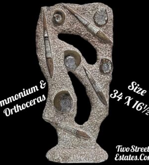 Large Double Sided Ammonite & Orthoceras Fossil Sculpture