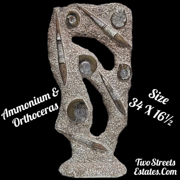 Large Double Sided Ammonite & Orthoceras Fossil Sculpture