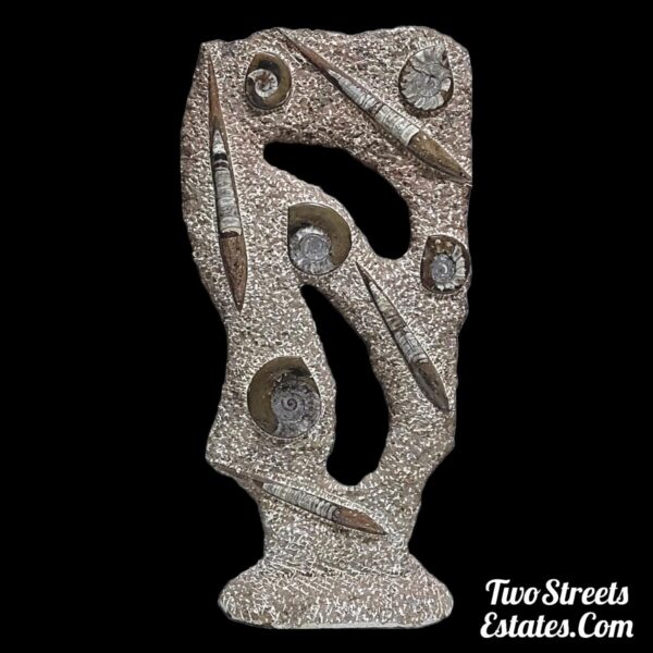 Large Double Sided Ammonite & Orthoceras Fossil Sculpture - Image 4