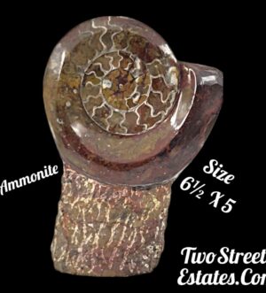 Ammonite Fossil Sculpture