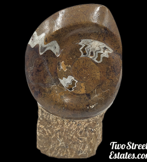 Ammonite Fossil Sculpture